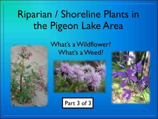 Riparian / Shoreline Plants in
   the Pigeon Lake Area
        What’s a Wildflower?
         What’s a Weed?




            Part 3 of 3
                                 1
 