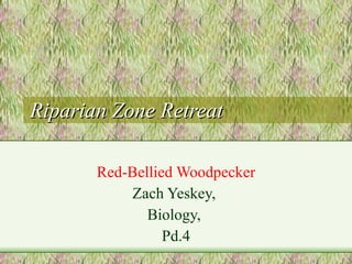 Riparian Zone Retreat Red-Bellied Woodpecker Zach Yeskey,  Biology,  Pd.4 