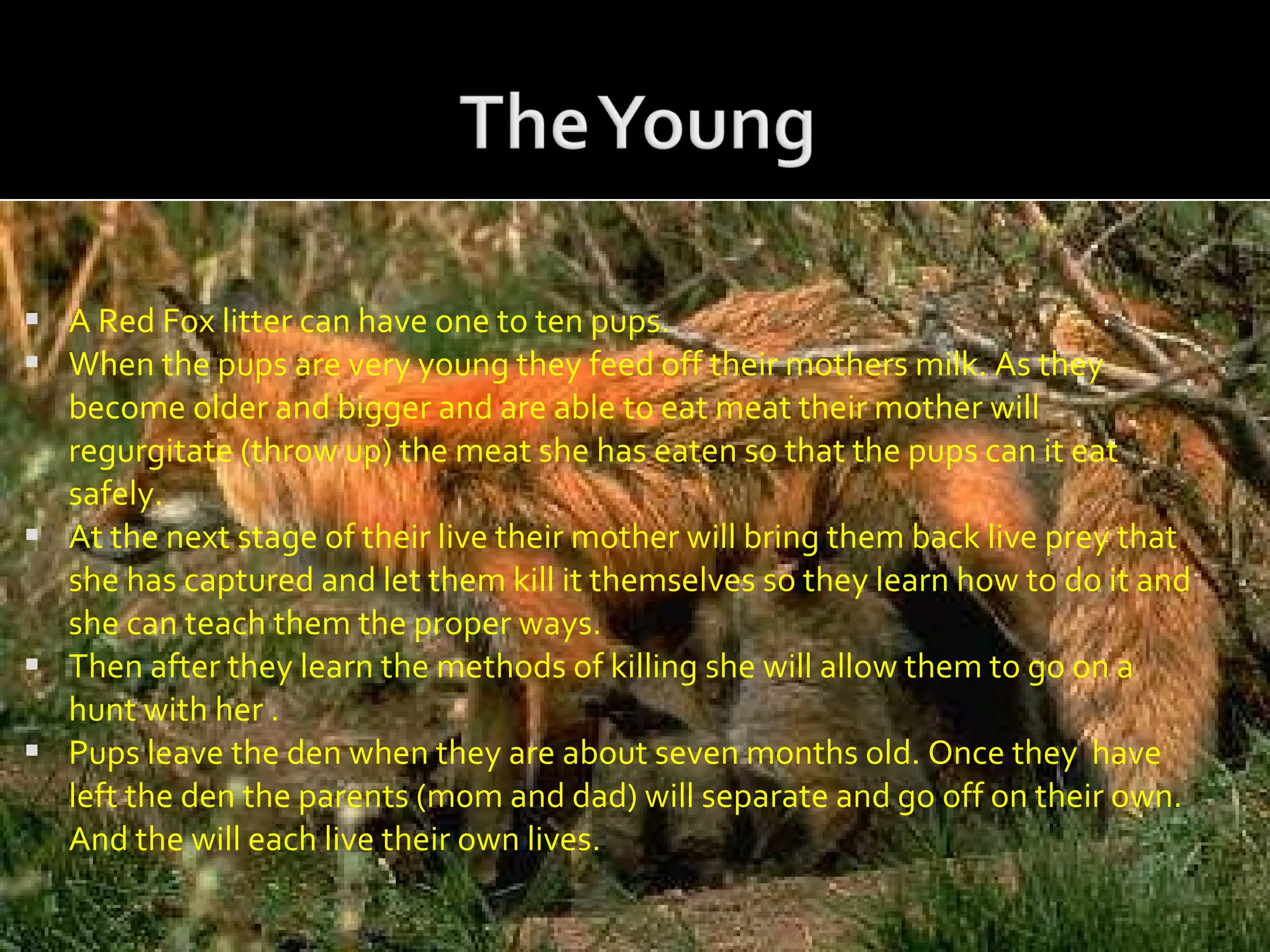 A Red Fox litter can have one to ten pups.  When the pups are very young they feed off their mothers milk. As they become older and bigger and are able to eat meat their mother will regurgitate (throw up) the meat she has eaten so that the pups can it eat safely. At the next stage of their live their mother will bring them back live prey that she has captured and let them kill it themselves so they learn how to do it and she can teach them the proper ways. Then after they learn the methods of killing she will allow them to go on a hunt with her .  Pups leave the den when they are about seven months old. Once they  have left the den the parents (m0m and dad) will separate and go off on their own. And the will each live their own lives. 