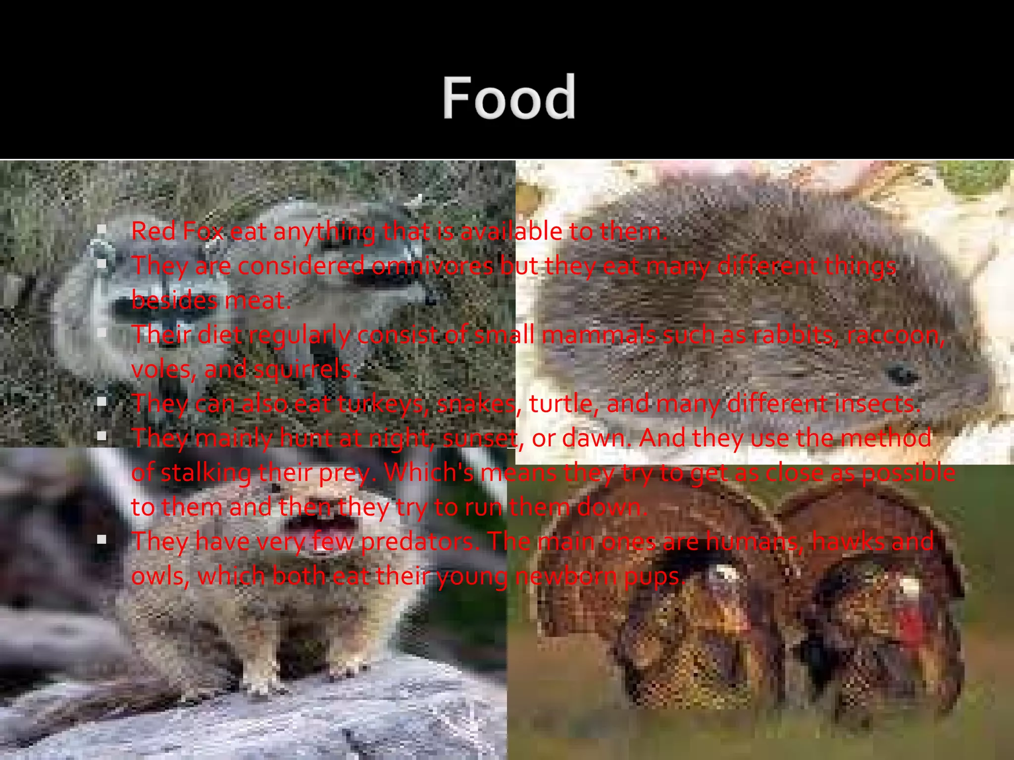 Red Fox eat anything that is available to them.  They are considered omnivores but they eat many different things besides meat.  Their diet regularly consist of small mammals such as rabbits, raccoon, voles, and squirrels.  They can also eat turkeys, snakes, turtle, and many different insects. They mainly hunt at night, sunset, or dawn. And they use the method of stalking their prey. Which's means they try to get as close as possible to them and then they try to run them down. They have very few predators. The main ones are humans, hawks and owls, which both eat their young newborn pups. 