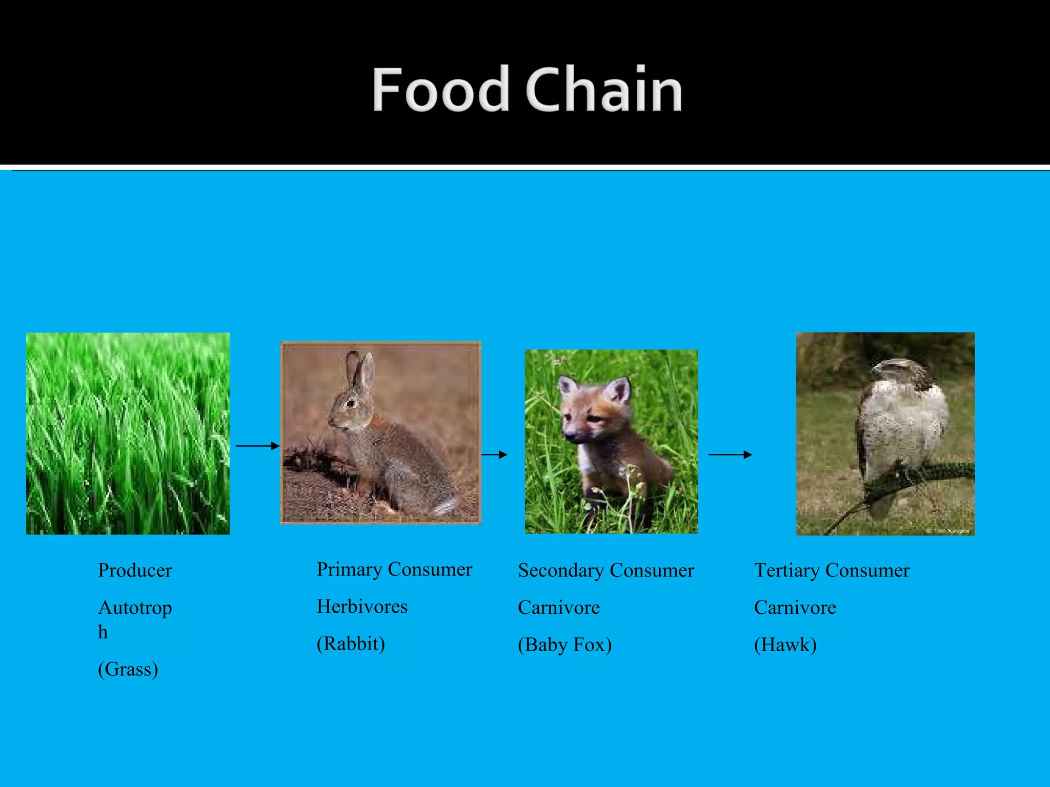 Producer Autotroph (Grass) Primary Consumer Herbivores (Rabbit) Secondary Consumer Carnivore (Baby Fox) Tertiary Consumer Carnivore (Hawk) 
