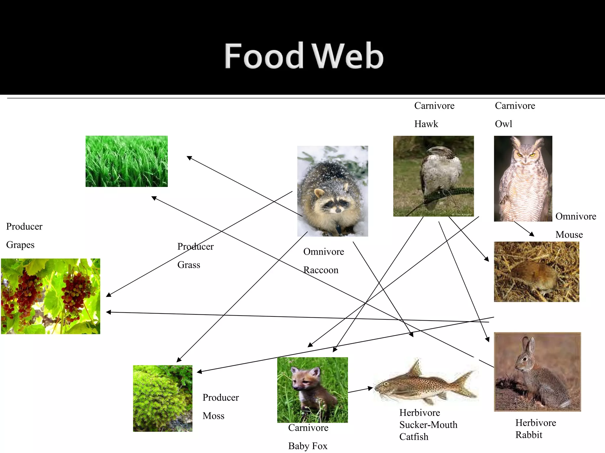Producer Grass Omnivore Raccoon Carnivore Hawk Carnivore Owl Producer Moss Producer Grapes Carnivore Baby Fox Herbivore Rabbit Herbivore Sucker-Mouth Catfish Omnivore Mouse 