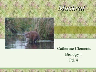 Muskrat Catherine Clements Biology 1 Pd. 4 