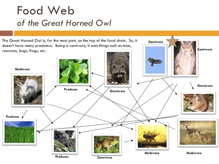 What Eats A Hawk Food Web What Eats A Hawk Food Web