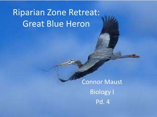 Riparian Zone Retreat:Great Blue Heron Connor Maust Biology I  Pd. 4 