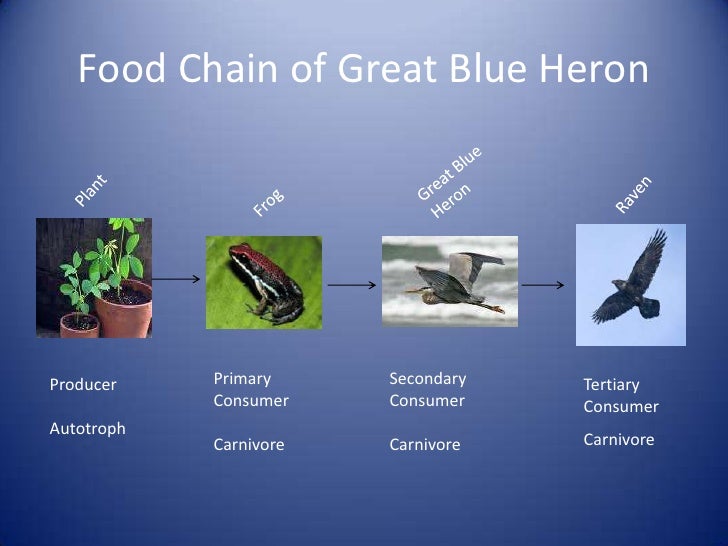 Connor Maust Pd. 4. Riparian Zone ppt.