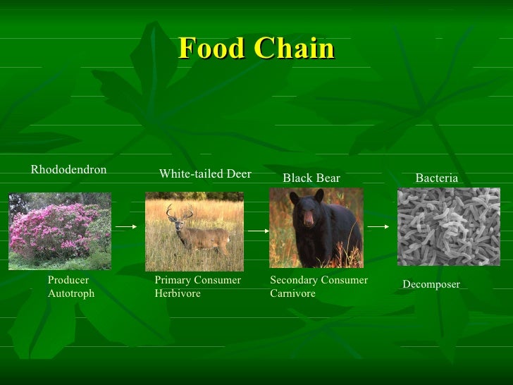 A Black Bear S Food Chain A Black Bear S Food Chain
