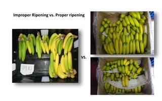 Ripening.ppt ruit ripening is a natural process in which a fruit goes ...