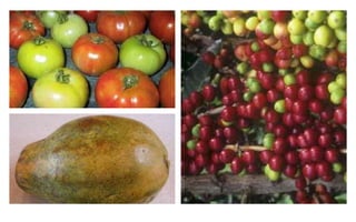 Ripening.ppt ruit ripening is a natural process in which a fruit goes ...