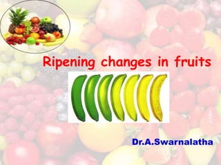 Ripening changes in fruits
Dr.A.Swarnalatha
 