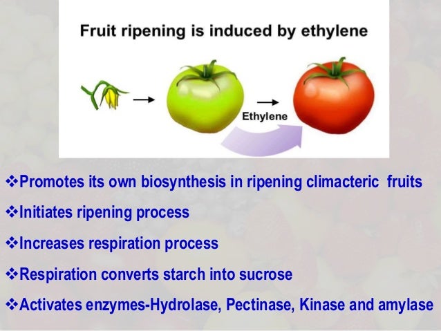 Changes During Fruit Ripening – Fruit ripening phenomena–an overview – JUXK