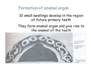 Development of Tooth | PPTX
