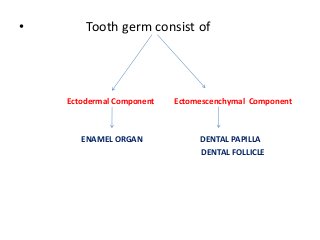 Development of Tooth | PPTX