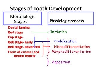 Development of Tooth | PPTX