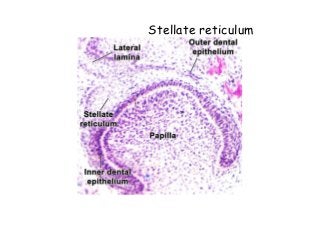 Stella Reticulum Development of Tooth | PPTX