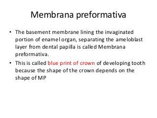 Membrane Preformative Development of Tooth | PPTX
