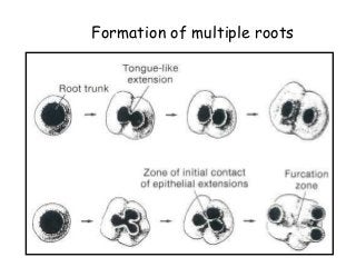 Development of Tooth | PPTX