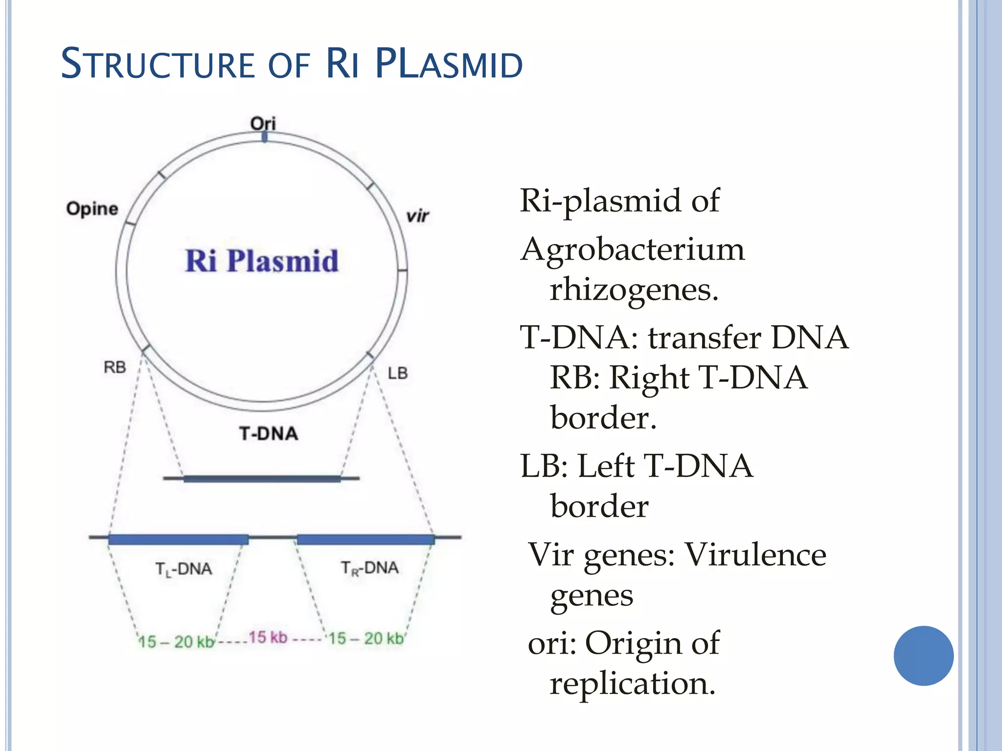 STRUCTURE OF RI PLASMID
Ri-plasmid of
Agrobacterium
rhizogenes.
T-DNA: transfer DNA
RB: Right T-DNA
border.
LB: Left T-DNA
border
Vir genes: Virulence
genes
ori: Origin of
replication.
 
