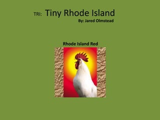 Tiny Rhode Island TRI: By: Jared Olmstead Rhode Island Red 