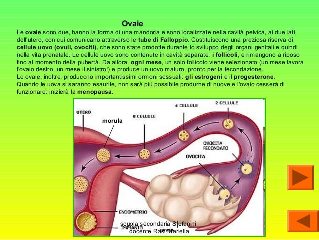 Su un petto gli asterischi vascolari hanno apparito
