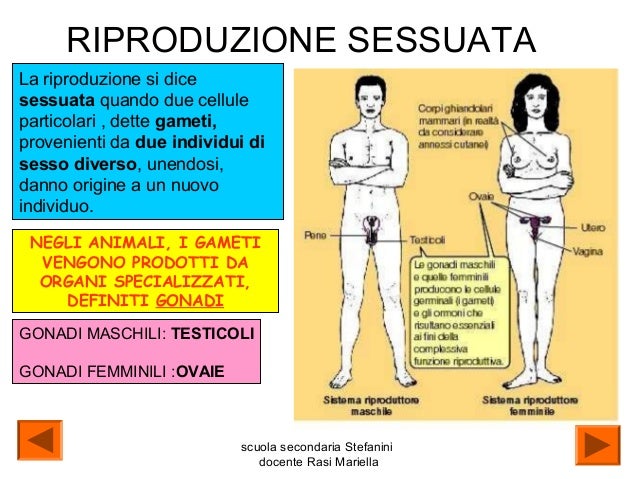 Riproduzione