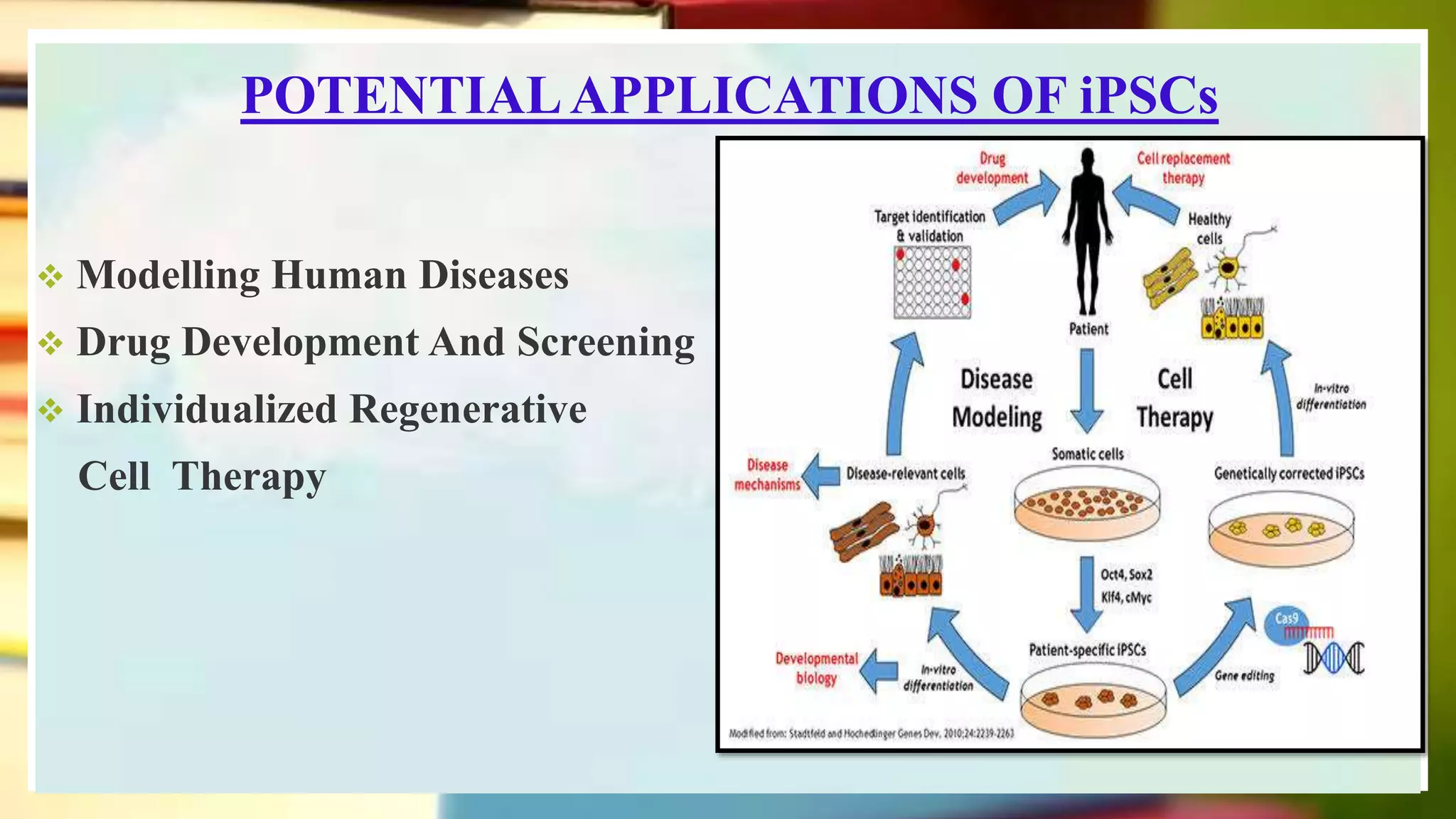 POTENTIALAPPLICATIONS OF iPSCs
 Modelling Human Diseases
 Drug Development And Screening
 Individualized Regenerative
Cell Therapy
 