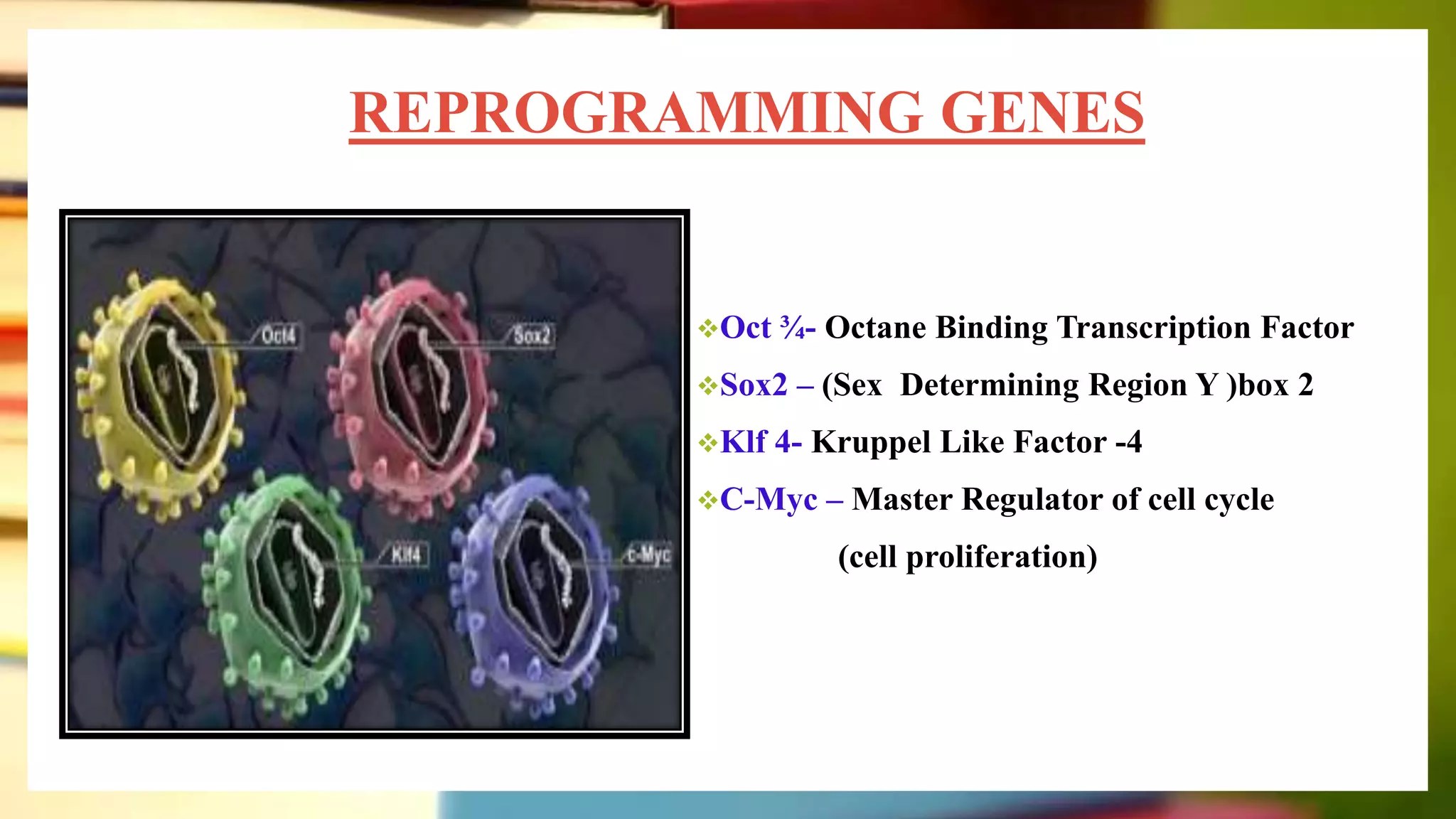 REPROGRAMMING GENES
Oct ¾- Octane Binding Transcription Factor
Sox2 – (Sex Determining Region Y )box 2
Klf 4- Kruppel Like Factor -4
C-Myc – Master Regulator of cell cycle
(cell proliferation)
 
