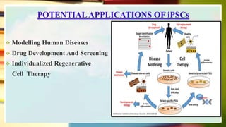 POTENTIALAPPLICATIONS OF iPSCs
 Modelling Human Diseases
 Drug Development And Screening
 Individualized Regenerative
Cell Therapy
 