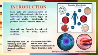 INTRODUCTION
Stem cells are undifferentiated or
partially differentiated cells that can
differentiate into various types of
cells and divide indefinitely to
produce more of the same stem cell.
Stem cells are found in few selected
locations in the body, known
as niches.
Placenta &, umbilical cordEmbryonic stem cells
•Hematopoietic Stem Cell
•Mammary Stem Cells
•Intestinal Stem Cells
•Mesenchymal Stem
Cells
•Endothelial Stem Cells
•Neural Stem Cells
•Olfactory Adult Stem Cells
•Neural Crest stem cells
 