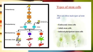 Types of stem cells
There are three main types of stem
cell:
Embryonic stem cells
Adult stem cells
induced pluripotent stem cells
 