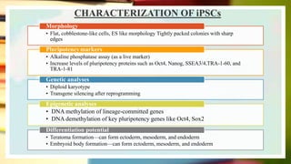 • Flat, cobblestone-like cells, ES like morphology Tightly packed colonies with sharp
edges
Morphology
• Alkaline phosphatase assay (as a live marker)
• Increase levels of pluripotency proteins such as Oct4, Nanog, SSEA3/4,TRA-1-60, and
TRA-1-81
Pluripotencymarkers
• Diploid karyotype
• Transgene silencing after reprogramming
Genetic analyses
• DNA methylation of lineage-committed genes
• DNA demethylation of key pluripotency genes like Oct4, Sox2
Epigenetic analyses
• Teratoma formation—can form ectoderm, mesoderm, and endoderm
• Embryoid body formation—can form ectoderm, mesoderm, and endoderm
Differentiation potential
CHARACTERIZATION OF iPSCs
 