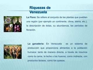 Riquezas de
Venezuela
La Flora: Se refiere al conjunto de las plantas que pueblan
una región (por ejemplo un continente, clima, sierra, etc.),
la descripción de éstas, su abundancia, los períodos de
floración.
La ganadería: En Venezuela es un sistema de
producción que proporciona alimentos a la población
humana: tanto de manera directa, a través de insumos
como la carne, la leche o los huevos; como indirecta, con
productos lácteos, como los quesos.
 