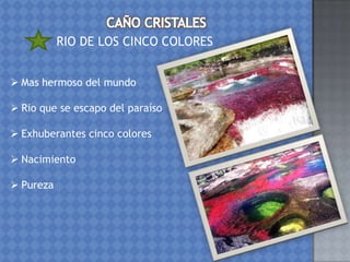 RIO DE LOS CINCO COLORES
 Mas hermoso del mundo
 Rio que se escapo del paraíso
 Exhuberantes cinco colores
 Nacimiento
 Pureza
 