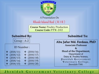 A Presentation On
Rhode Island Red ( R I R )
Submitted By: Submitted To:
J h e n i d a h G o v e r n m e n t V e t e r i n a r y C o l l e g e
Abu Jafur Md. Ferdaus,
Associate Professor
&
Head of the Department,
Department of
Dairy & Poultry Science,
J h e n i d a h G o v e r n m e n t
V e t e r i n a r y C o l l e g e ,
Jhenidah-7300.
 (2018/11)
 (2018/12)
 (2018/13)
 (2018/14)
 (2018/15)
Course Name: Poultry Production
Course Code: P P R - 2 0 2
Group : A-2
ID Number :
 (2018/16)
 (2018/17)
 (2018/18)
 (2018/19)
 (2018/20)
 