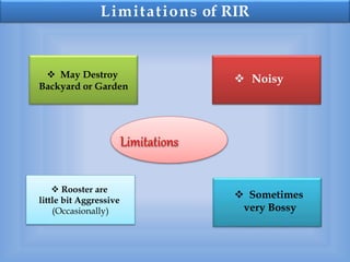 Rhode island red-ppt-main | PPTX