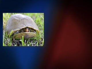 RIRS VS PNL (2)  point counter point ppt