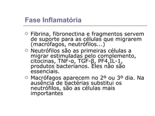 Fase Inflamatória Fibrina, fibronectina e fragmentos servem de suporte para as células que migrarem (macrófagos, neutrófilos...) Neutrófilos são as primeiras células a migrar estimuladas pelo complemento, citocinas, TNF-α, TGF-β, PF4,IL-1, produtos bacterianos. Eles não são essenciais. Macrófagos aparecem no 2º ou 3º dia. Na ausência de bactérias substitui os neutrófilos, são as células mais importantes 
