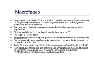 Macrófagos Fagocitose: radicais de O2 e óxido nítrico, ferida isquêmica    pouca oferta de oxigênio    ineficiência de macrófagos    retarda a cicatrização    aumenta o risco de infecção Debridamento: colagenases e elastases    debridam pequenas áreas isquêmicas Síntese de fatores de crescimento e citocinas    > de 30  Produção de ácido lático Angiogênese : através da produção de ácido lático e fatores de crescimento Cortar vasos    zona isquêmica    metabolismo anaeróbio    aumento da produção de ácido lático  Após 72 horas inicia uma diminuição do processo inflamatório (IL-10, IL-4) Hemostasia e inflamação são estimuladas simultaneamente pela liberação de inúmeros fatores solúveis: histamina, serotonina, bradicinina, prostaglandinas, prostaciclinas, tromboxanos, C5a 