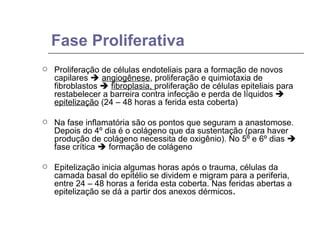 Fase Proliferativa Proliferação de células endoteliais para a formação de novos capilares     angiogênese , proliferação e quimiotaxia de fibroblastos     fibroplasia,  proliferação de células epiteliais para restabelecer a barreira contra infecção e perda de líquidos     epitelização  (24 – 48 horas a ferida esta coberta) Na fase inflamatória são os pontos que seguram a anastomose. Depois do 4º dia é o colágeno que da sustentação (para haver produção de colágeno necessita de oxigênio). No 5º e 6º dias    fase crítica    formação de colágeno Epitelização inicia algumas horas após o trauma, células da camada basal do epitélio se dividem e migram para a periferia, entre 24 – 48 horas a ferida esta coberta. Nas feridas abertas a epitelização se dá a partir dos anexos dérmicos . 