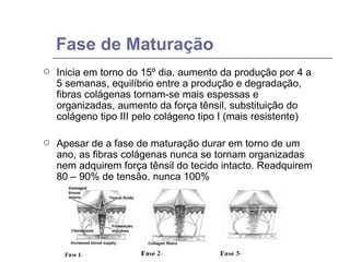 Fase de Maturação Inicia em torno do 15º dia, aumento da produção por 4 a 5 semanas, equilíbrio entre a produção e degradação, fibras colágenas tornam-se mais espessas e organizadas, aumento da força tênsil, substituição do colágeno tipo III pelo colágeno tipo I (mais resistente) Apesar de a fase de maturação durar em torno de um ano, as fibras colágenas nunca se tornam organizadas nem adquirem força tênsil do tecido intacto. Readquirem 80 – 90% de tensão, nunca 100% 
