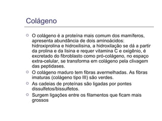 Colágeno O colágeno é a proteína mais comum dos mamíferos, apresenta abundância de dois aminoácidos: hidroxiprolina e hidroxilisina, a hidroxilação se dá a partir da prolina e da lisina e requer vitamina C e oxigênio, é excretado do fibroblasto como pró-colágeno, no espaço extra-celular, se transforma em colágeno pela clivagem das peptidases. O colágeno maduro tem fibras avermelhadas. As fibras imaturas (colágeno tipo III) são verdes. As cadeias de proteínas são ligadas por pontes dissulfetos/bissulfetos. Surgem ligações entre os filamentos que ficam mais grossos   