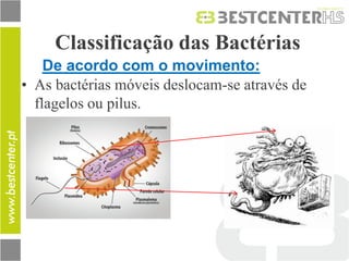Classificação das Bactérias 
•As bactérias móveis deslocam-se através de flagelos ou pilus. 
De acordo com o movimento:  