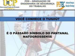 VOCÊ CONHECE O TUIUIÚ?
É O PÁSSARO SÍMBOLO DO PANTANAL
MATOGROSSENSE
 