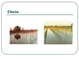Cheia