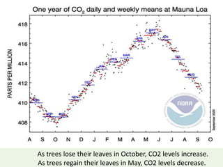 As trees lose their leaves in October, CO2 levels increase.
As trees regain their leaves in May, CO2 levels decrease.
 