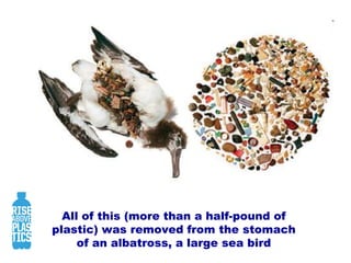 Surfrider FoundationChris Jordan 