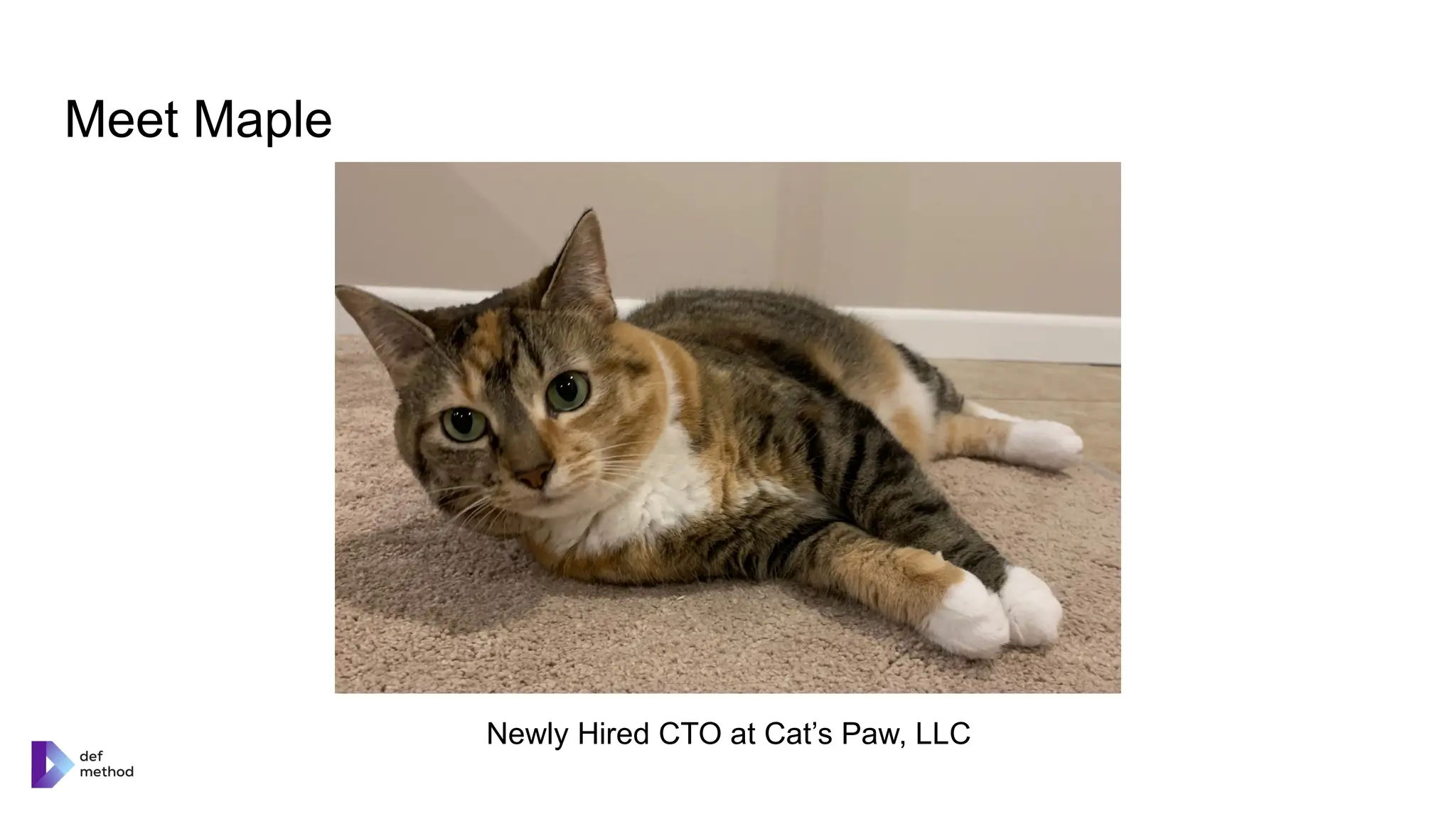 Meet Maple
Newly Hired CTO at Cat’s Paw, LLC
 