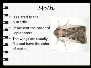 Moth Is related to the butterfly Represent the order of Lepidoptera The wings are usually flat and have the color of earth. 