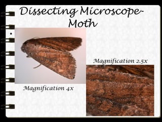 Dissecting Microscope- Moth Magnification 2.5x Magnification 4x Magnification 2.5x 