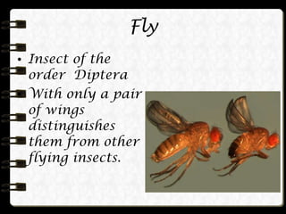 Fly Insect of the order Diptera  With only a pair of wings distinguishes them from other flying insects. 